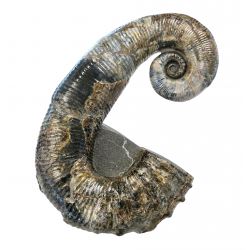 Audoliceras matherianum