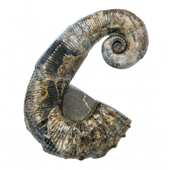 Audoliceras matherianum