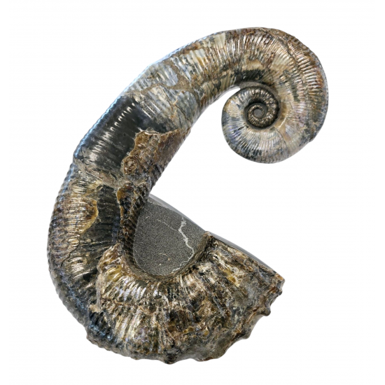 Audoliceras matherianum