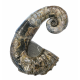 Audoliceras matherianum