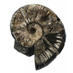 Deshayesites sp.