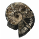 Deshayesites sp.