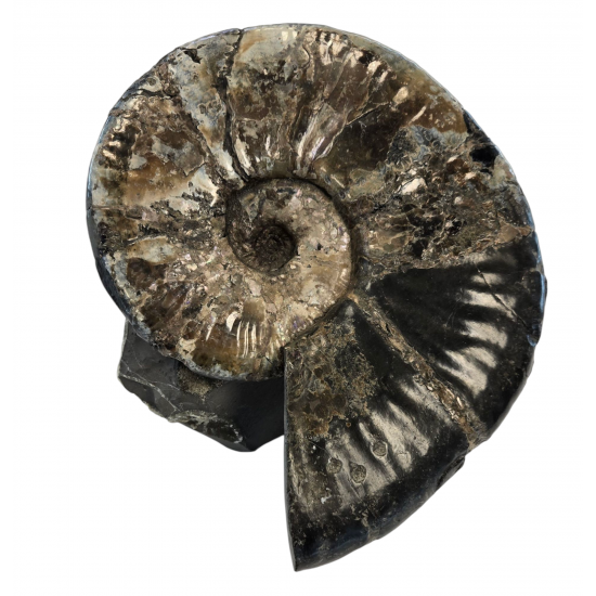 Deshayesites sp.
