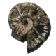 Deshayesites sp.