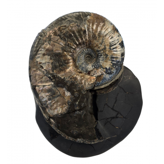 Deshayesites sp.