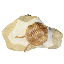 Asaphus kowalewskii