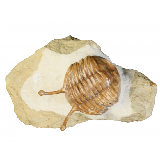 Asaphus kowalewskii