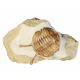 Asaphus kowalewskii