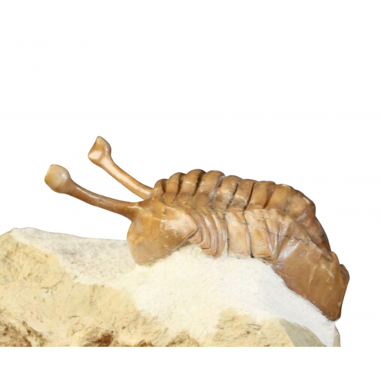 Asaphus kowalewskii