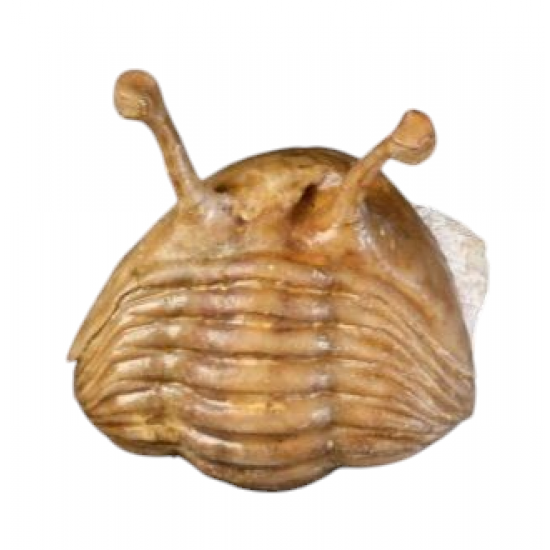 Asaphus kowalewskii