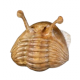 Asaphus kowalewskii