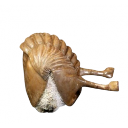 Asaphus kowalewskii