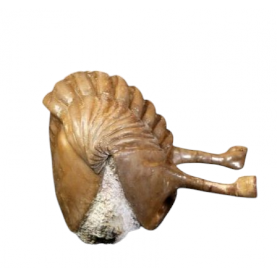 Asaphus kowalewskii