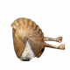 Asaphus kowalewskii