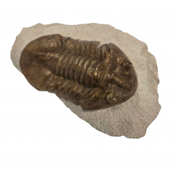 Asaphus Plautini