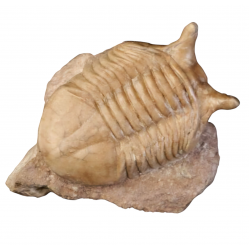 Asaphus punctatus