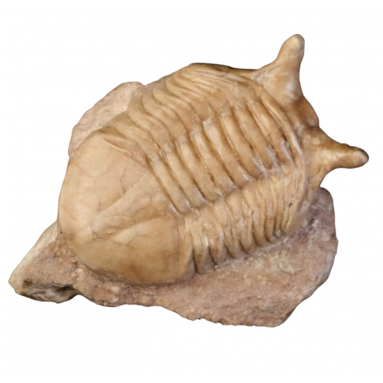 Asaphus punctatus