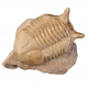 Asaphus punctatus