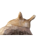 Asaphus punctatus