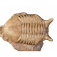 Asaphus punctatus