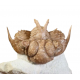 Hoplolichas conicotuberculatus