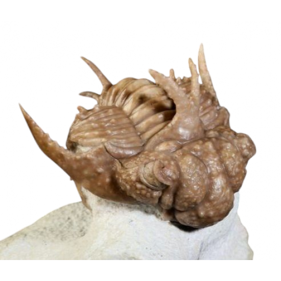 Hoplolichas conicotuberculatus