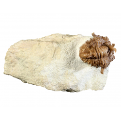 Hoplolichas conicotuberculatus
