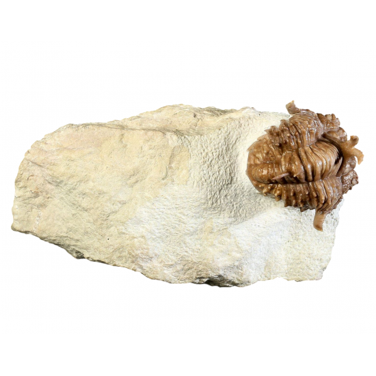 Hoplolichas conicotuberculatus