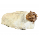 Hoplolichas conicotuberculatus