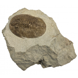 Pseudobaselicus lawrowi