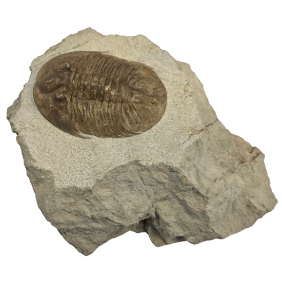 Pseudobaselicus lawrowi