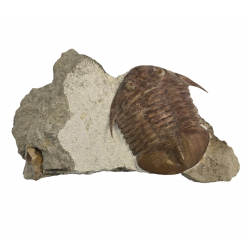 Subasaphus platyurus