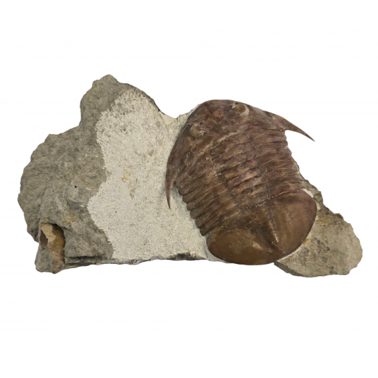 Subasaphus platyurus