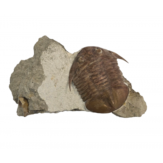 Subasaphus platyurus