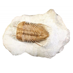Cybele panderi