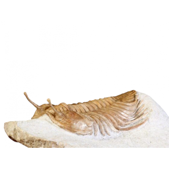 Cybele panderi
