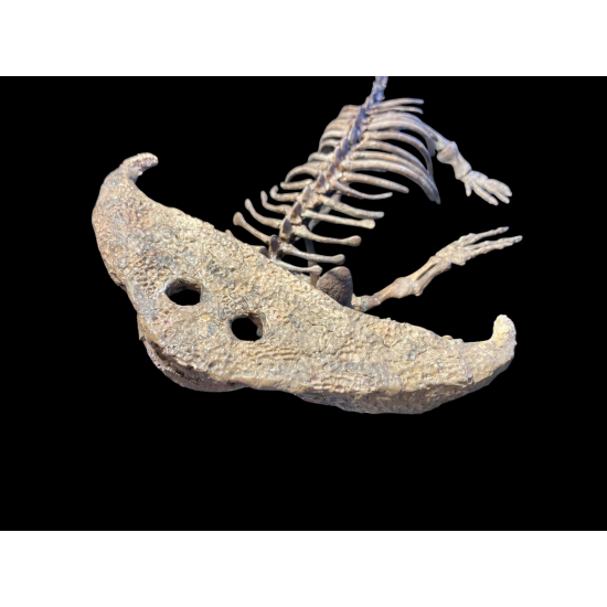 Diplocaulus magnicornis