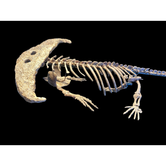 Diplocaulus magnicornis
