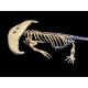 Diplocaulus magnicornis