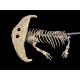 Diplocaulus magnicornis