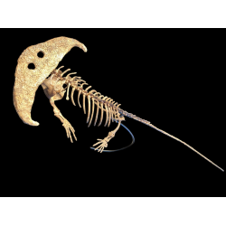 Diplocaulus magnicornis