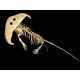 Diplocaulus magnicornis