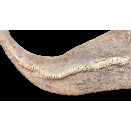 Onchopristis numidus
