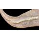 Onchopristis numidus