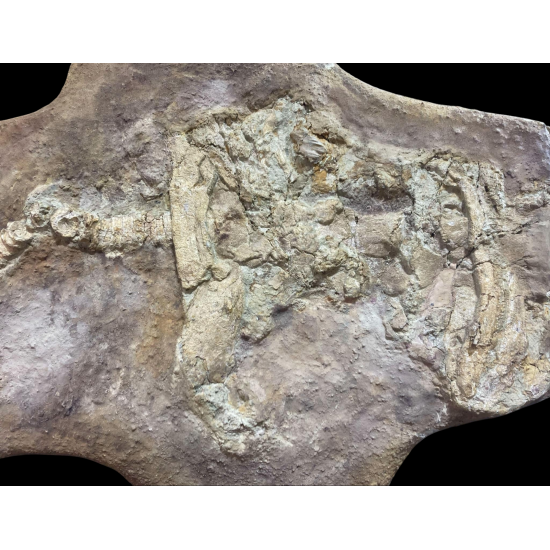 Onchopristis numidus