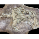 Onchopristis numidus