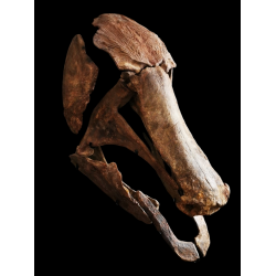 Mawsonia lavocati