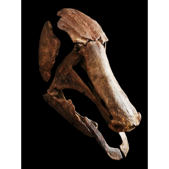 Mawsonia lavocati Mawsonia lavocati