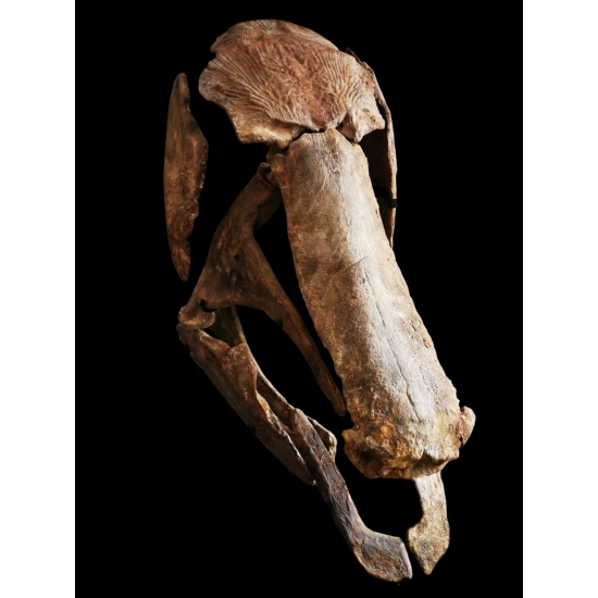 Mawsonia lavocati Mawsonia lavocati