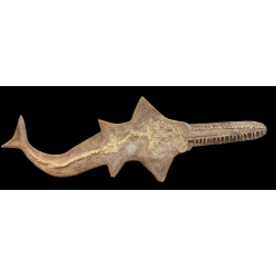 Onchopristis numidus